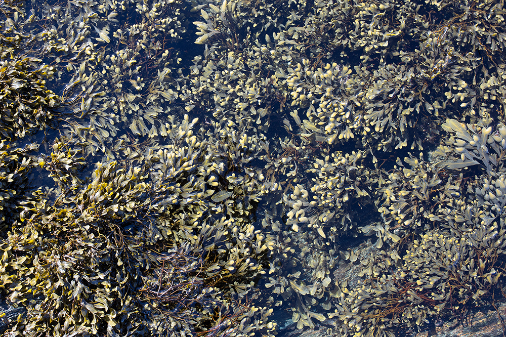 En este momento estás viendo Las algas marinas: origen, extracción y beneficios en la agricultura